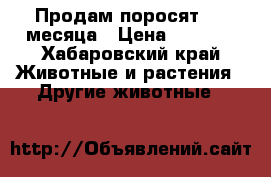 Продам поросят 1,5 месяца › Цена ­ 3 000 - Хабаровский край Животные и растения » Другие животные   